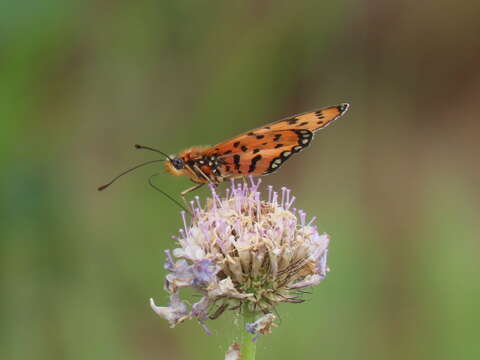 صورة Acraea violarum Boisduval 1847