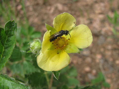 Imagem de Hylaeus basalis (Smith 1853)