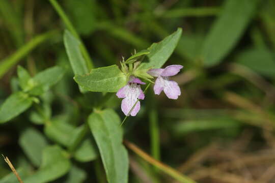 Imagem de Stachys hyssopifolia subsp. hyssopifolia