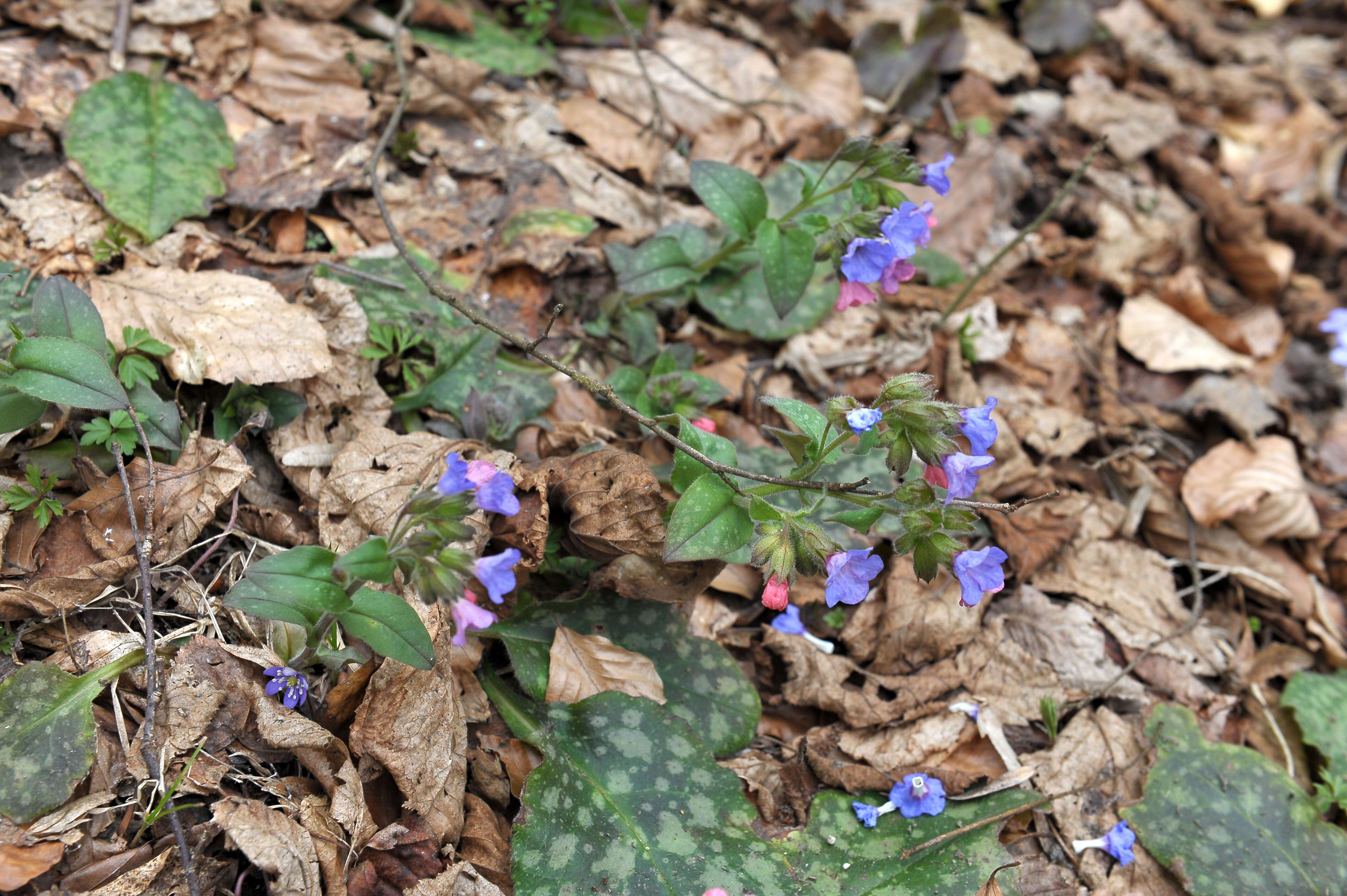 Image of Lungwort