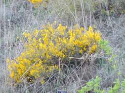 Image of Genista scorpius (L.) DC.