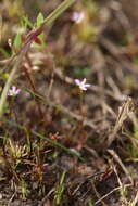 Image de Stylidium despectum R. Br.