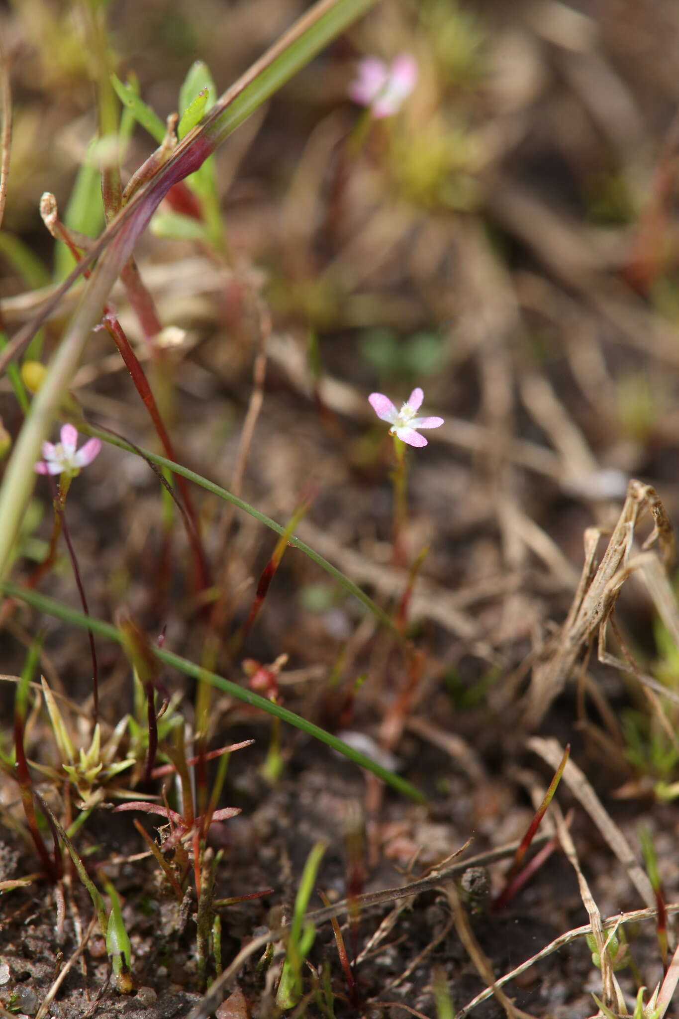 Image de Stylidium despectum R. Br.