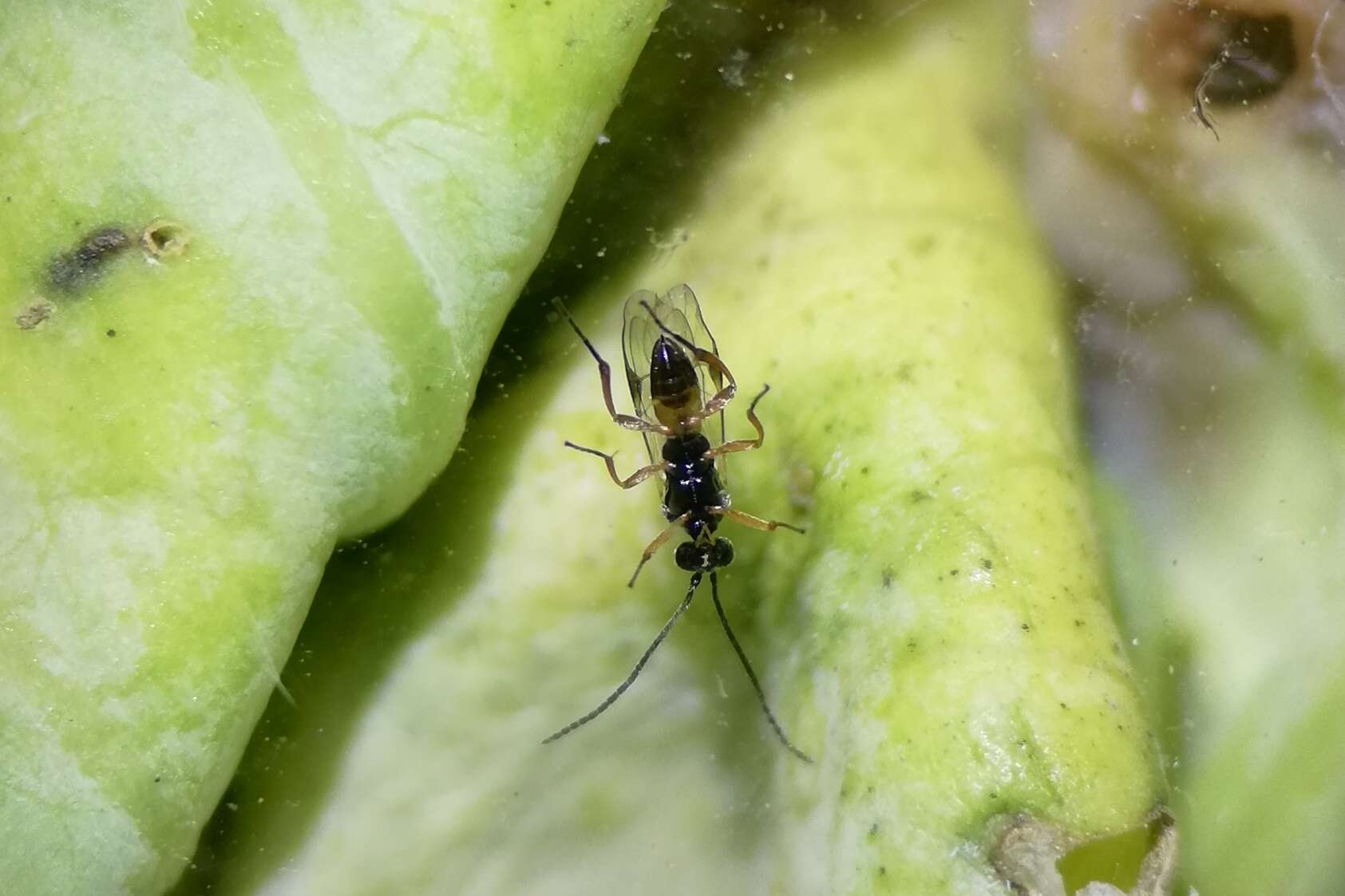 Image of Parasitoid wasp