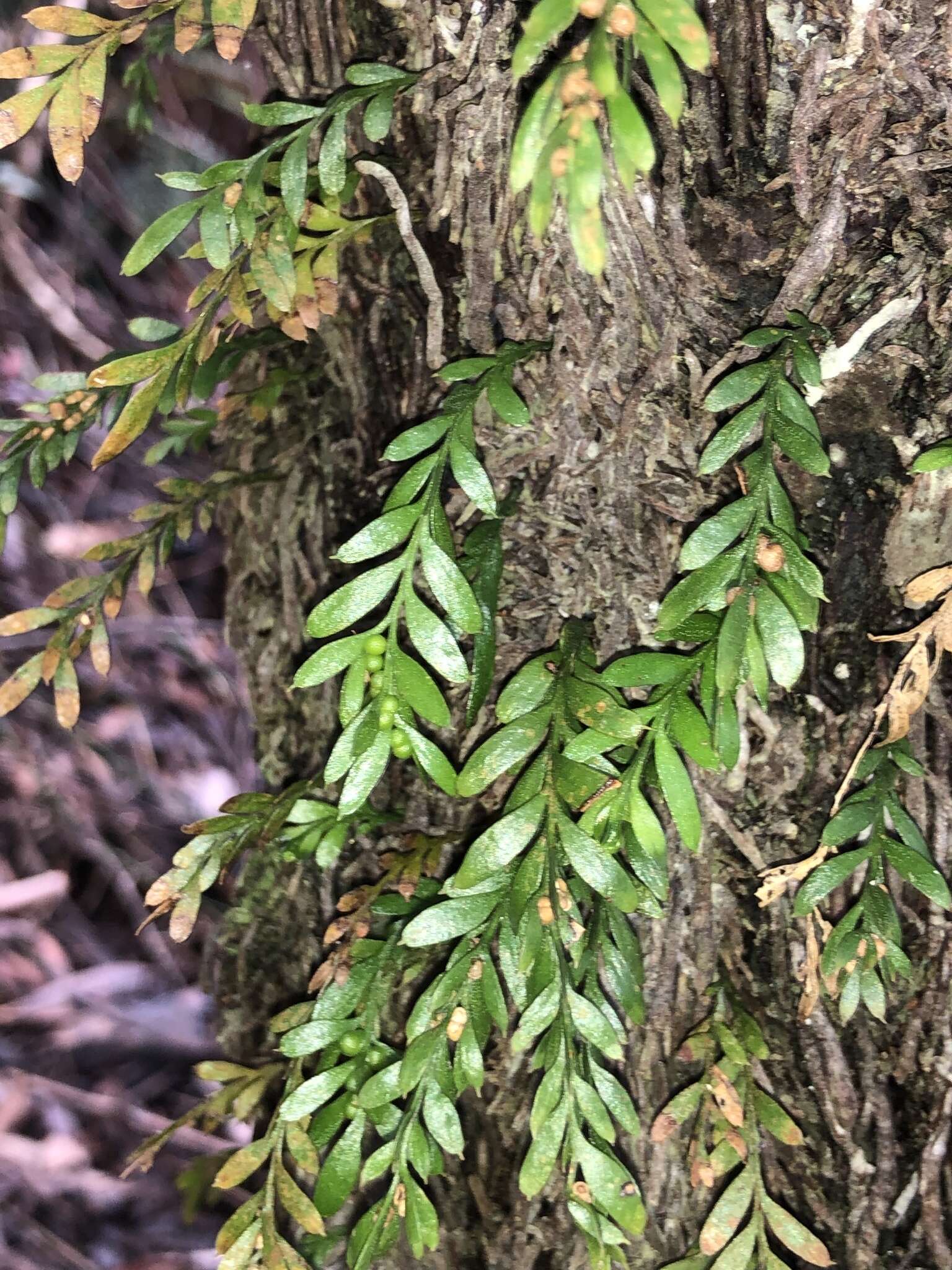 Image de Tmesipteris ovata Wakef.