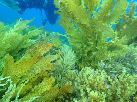 Image of Smooth leatherjacket