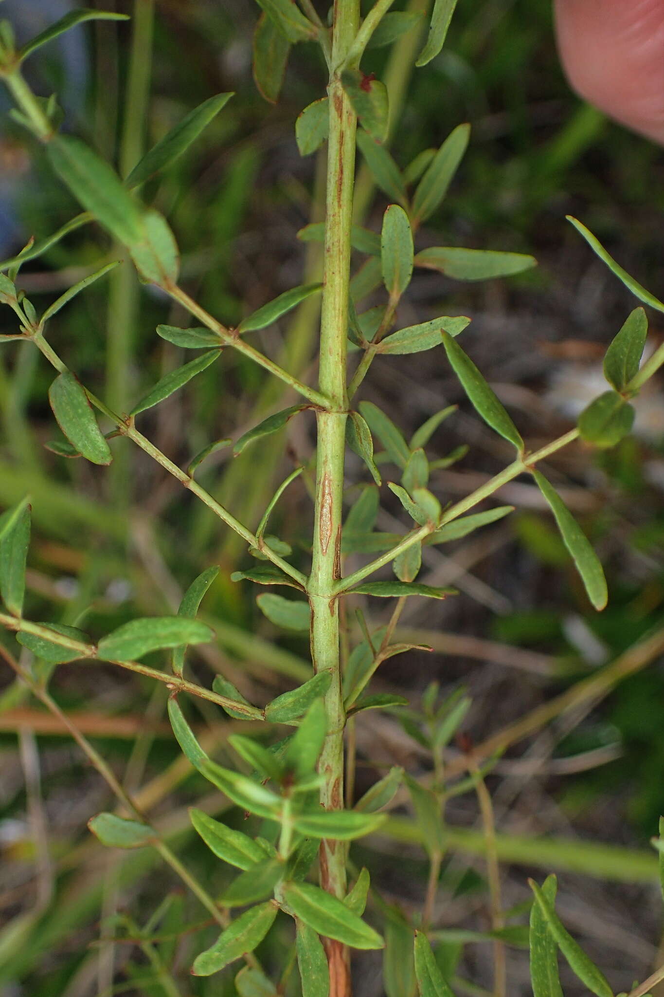 Image of Hypericum perforatum subsp. veronense (Schrank) A. Fröhlich