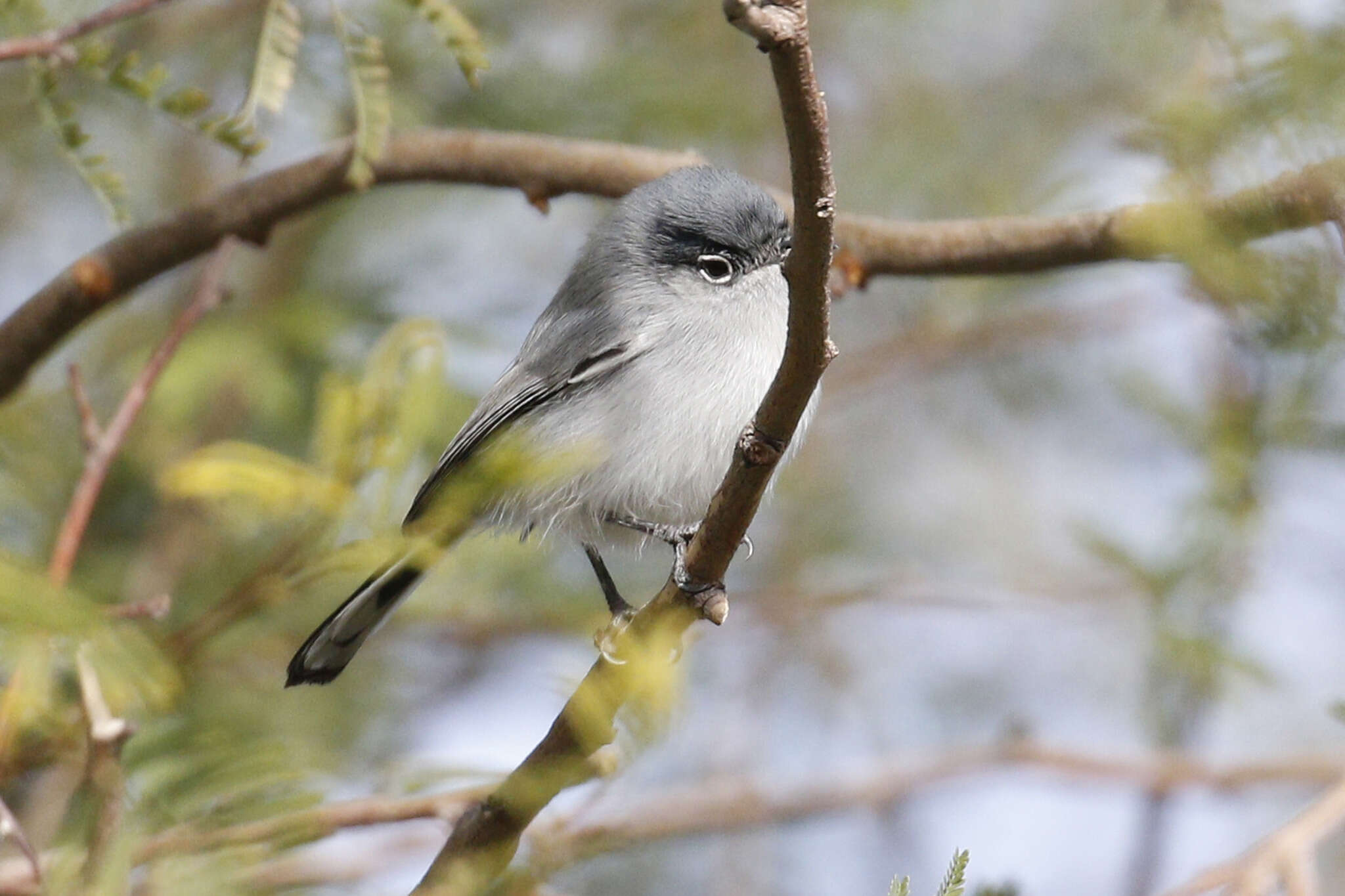 Image of Black-tailed Gnatcatcher