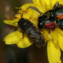 Image de Acmaeodera bipunctata guillebeaui Abeille de Perrin 1891