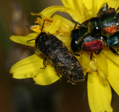 Image de Acmaeodera bipunctata guillebeaui Abeille de Perrin 1891