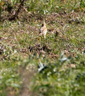 Image of Plain-backed Pipit