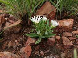 Imagem de Delosperma gautengense H. E. K. Hartmann