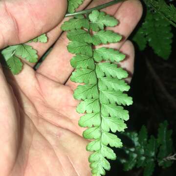 Image of Dryopteris hasseltii (Bl.) C. Chr.