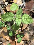 Image of stingingnettle