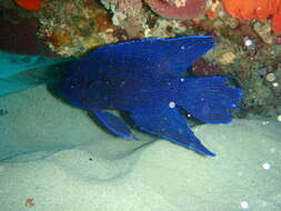 Paraplesiops meleagris (Peters 1869) resmi