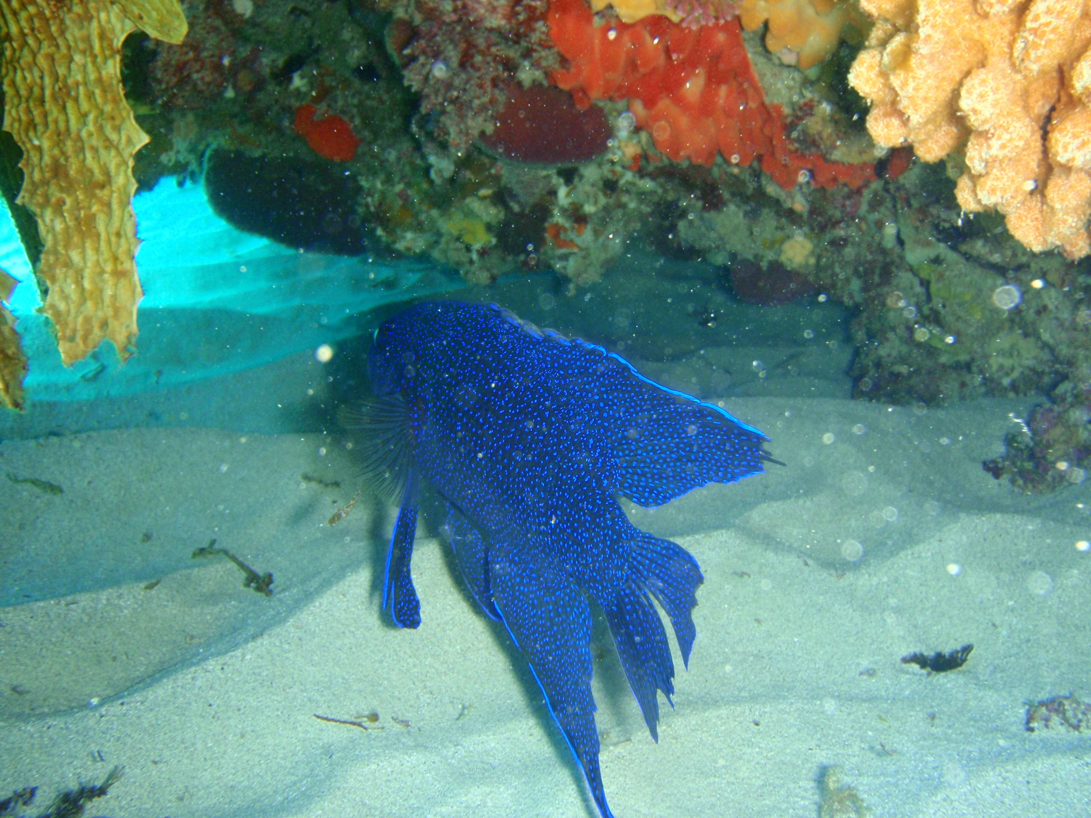 Paraplesiops meleagris (Peters 1869) resmi