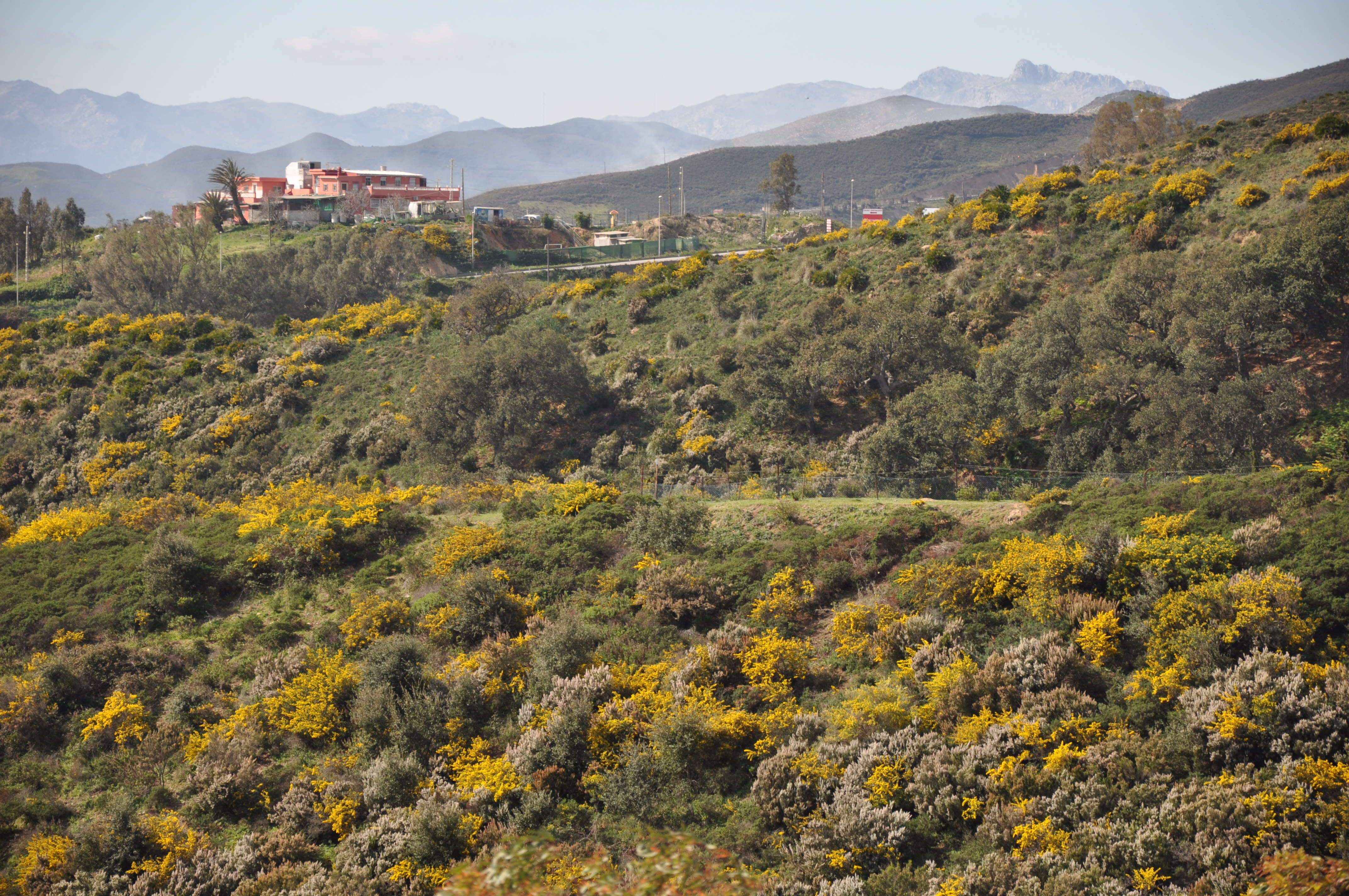 صورة Genista linifolia L.