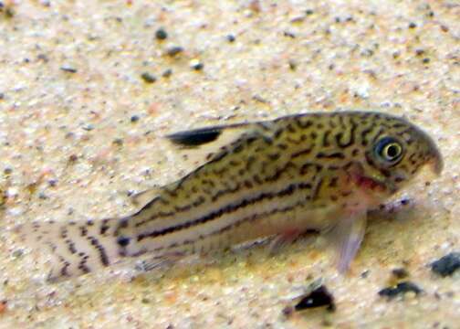 Image of False Julii Corydoras