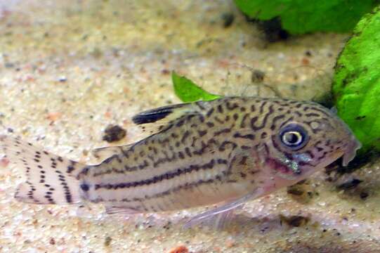 Image of False Julii Corydoras