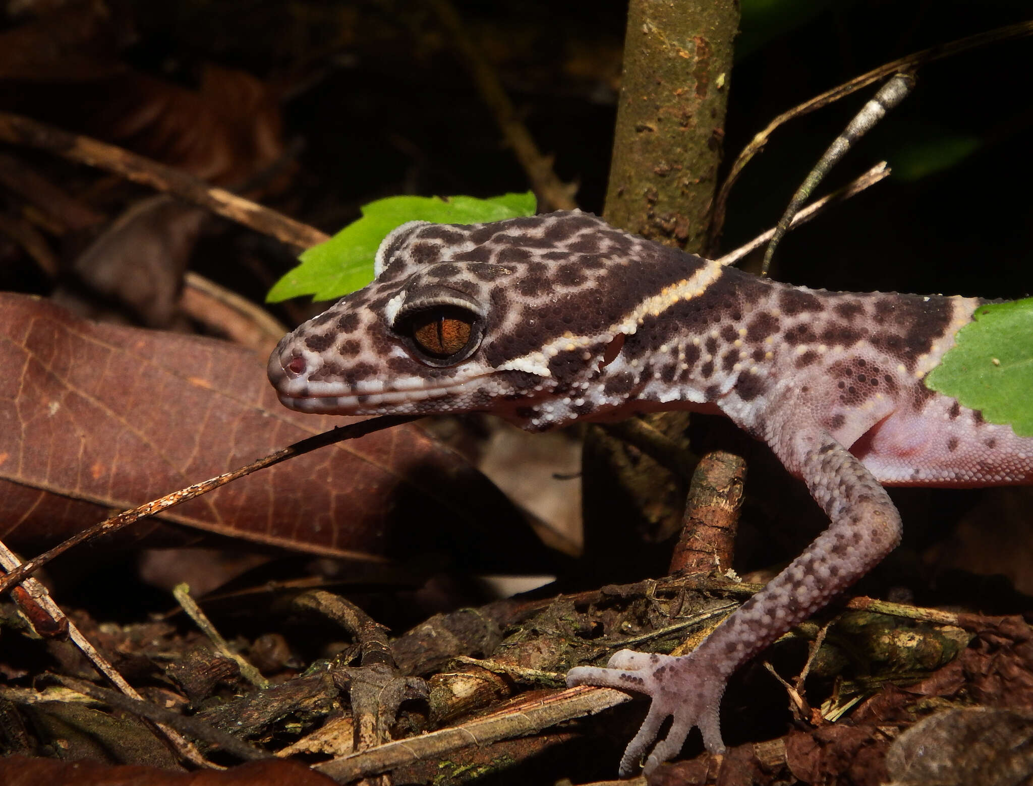 Image of Chinese Cave Gecko