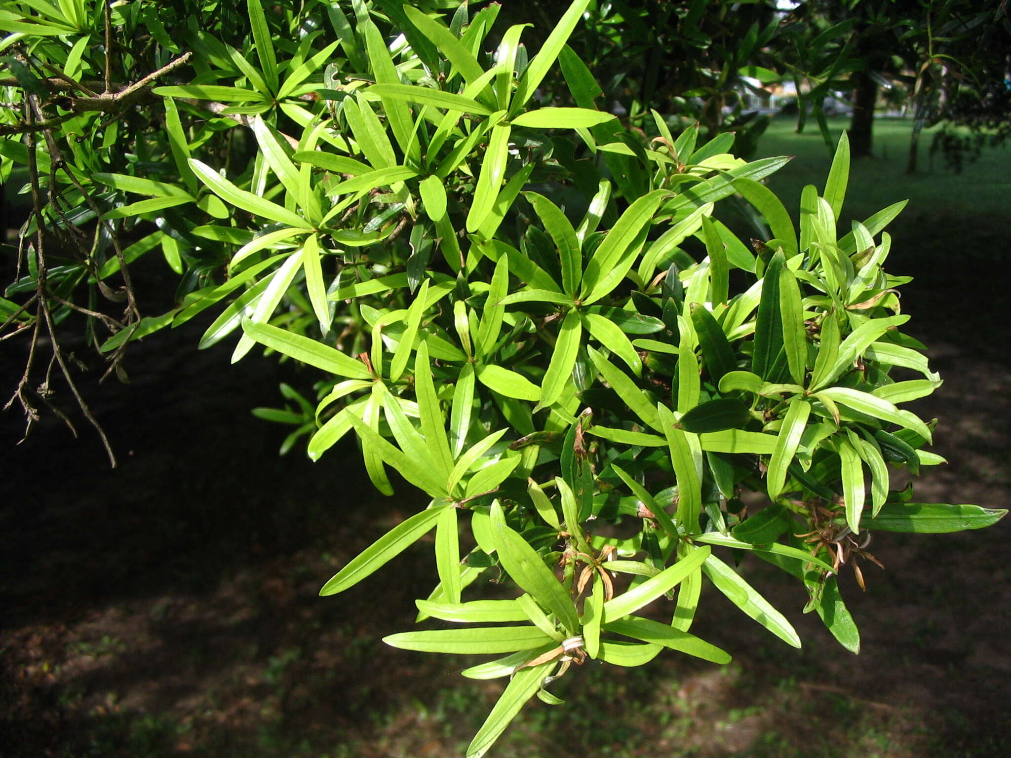 Podocarpus polystachyus R. Br. ex Endl. resmi