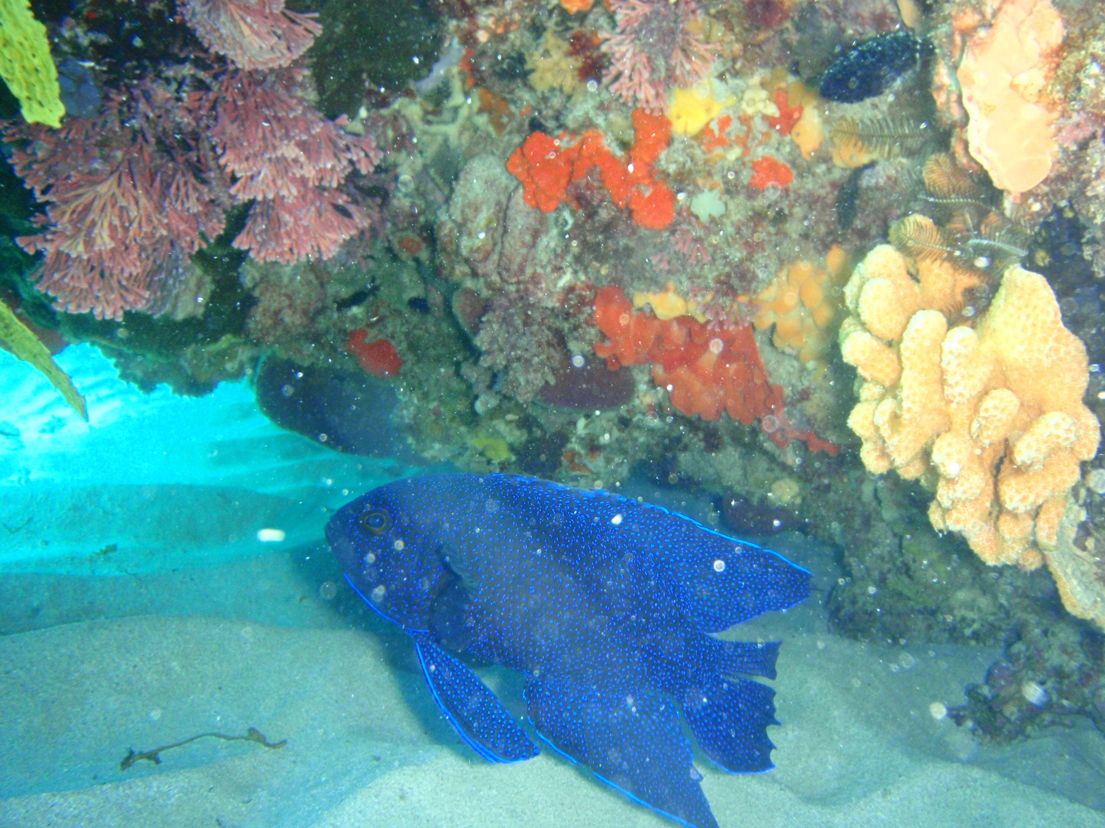 Paraplesiops meleagris (Peters 1869) resmi