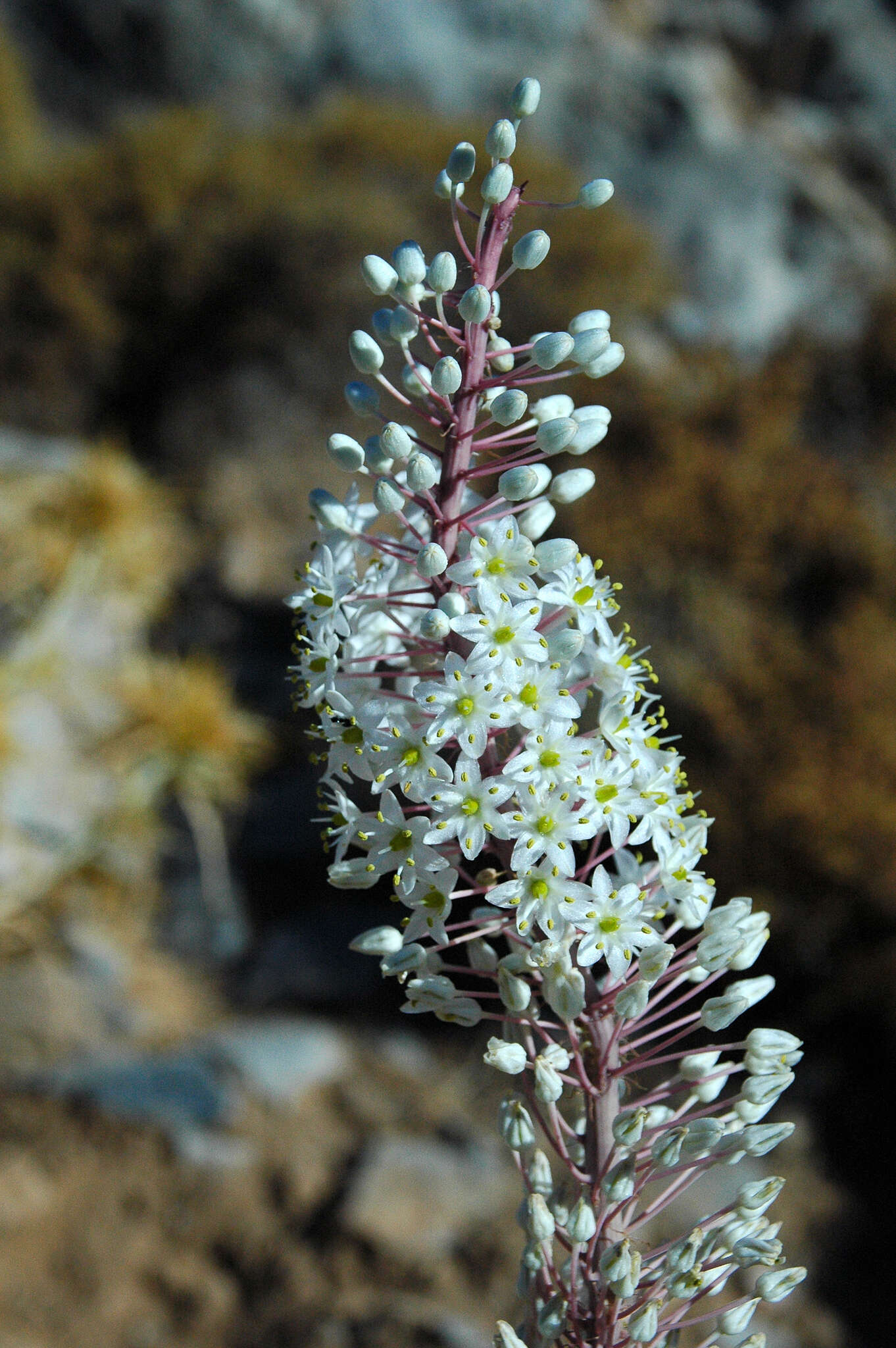 Image of Drimia numidica (Jord. & Fourr.) J. C. Manning & Goldblatt