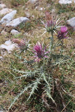 Image of Ptilostemon afer (Jacq.) W. Greuter