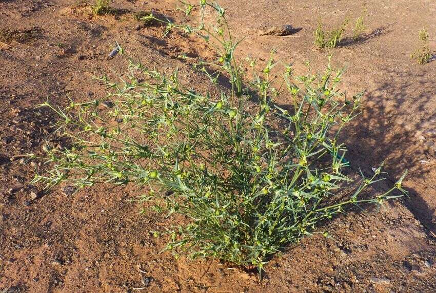 Image of Euphorbia calyptrata Coss. & Kralik