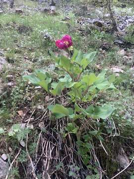 Image of wild peony