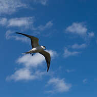 Image of Sooty Tern