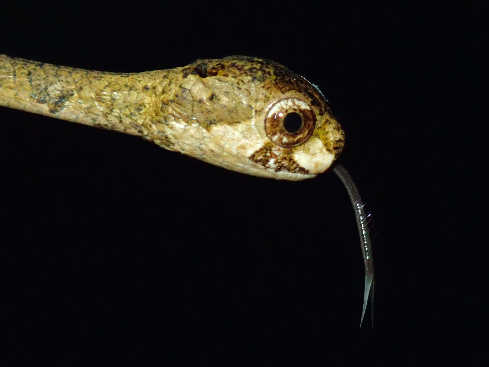 Image of Blunt-head Slug Snake