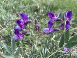 Image of bush vetchling