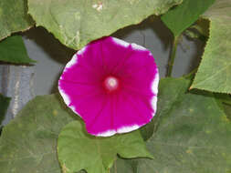 Image of whiteedge morning-glory