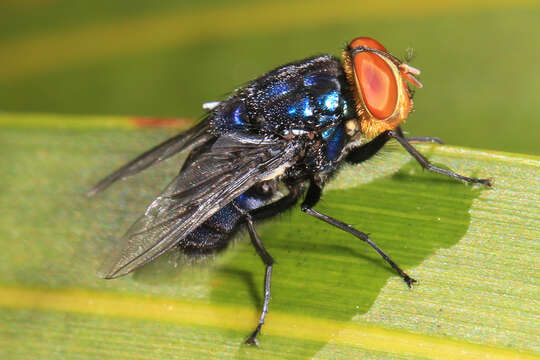 Image of Cochliomyia hominivorax Coquerel 1858