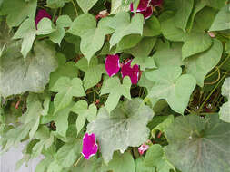 Image of whiteedge morning-glory