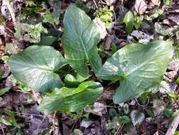 Imagem de Arum cylindraceum Gasp.