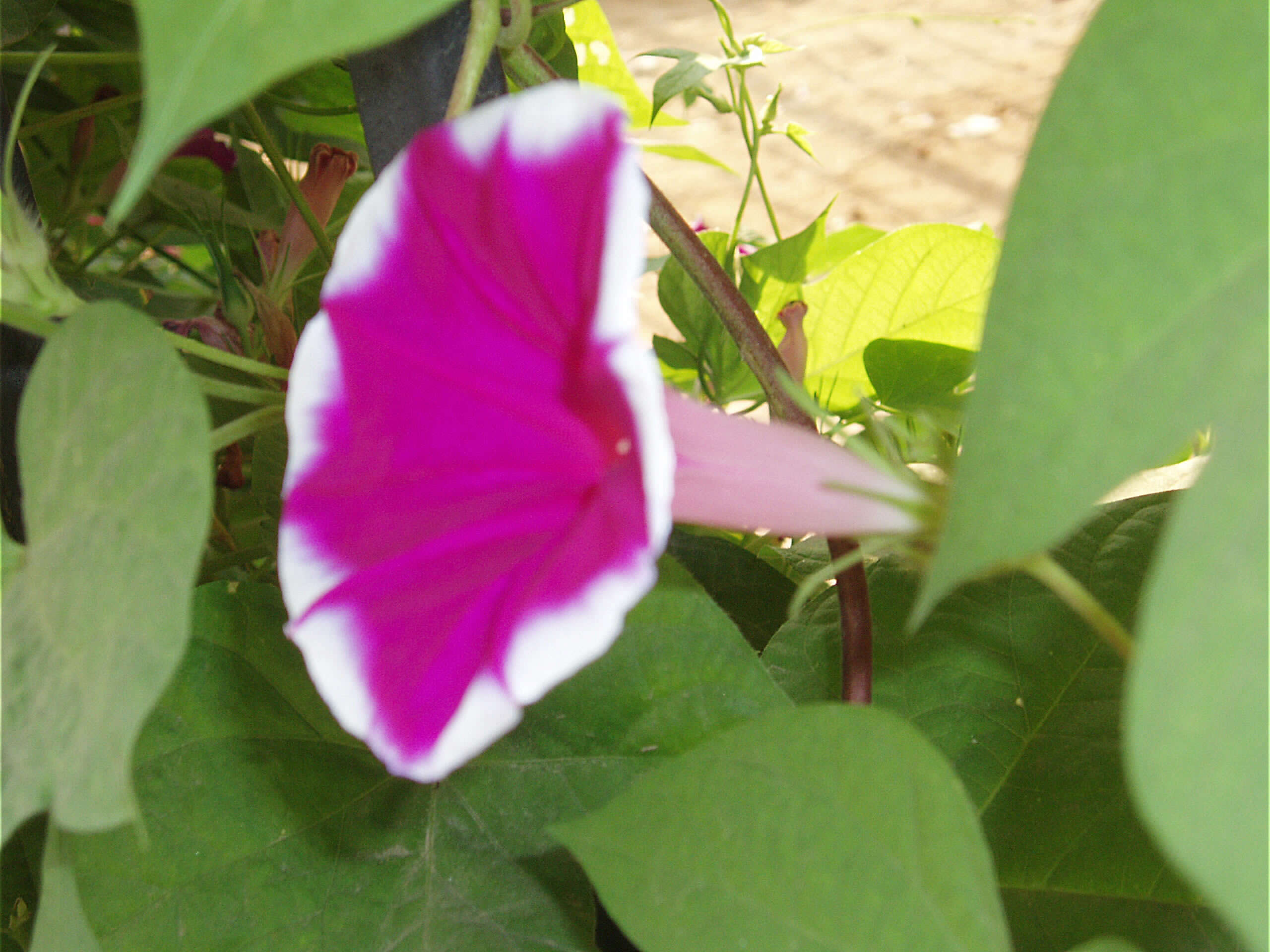 Image of whiteedge morning-glory