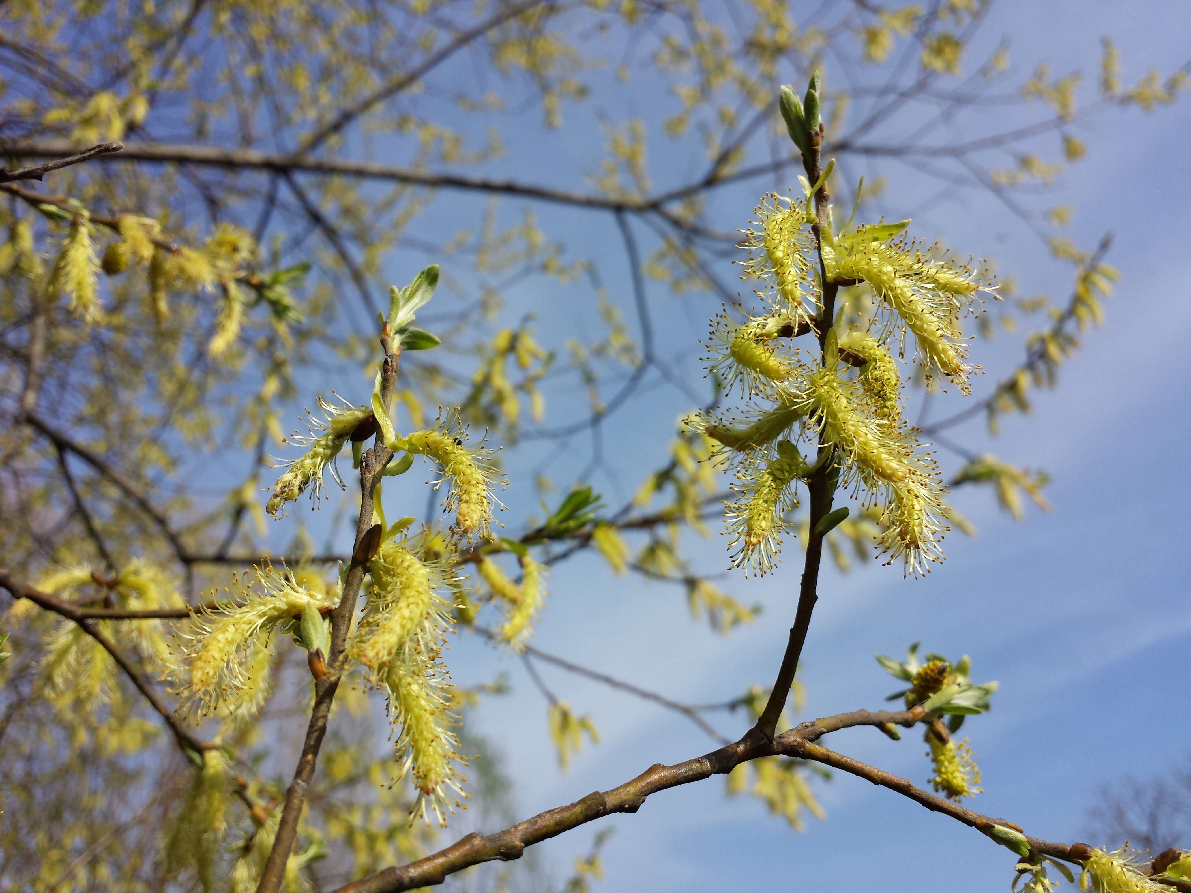 Image of Salix eleagnos