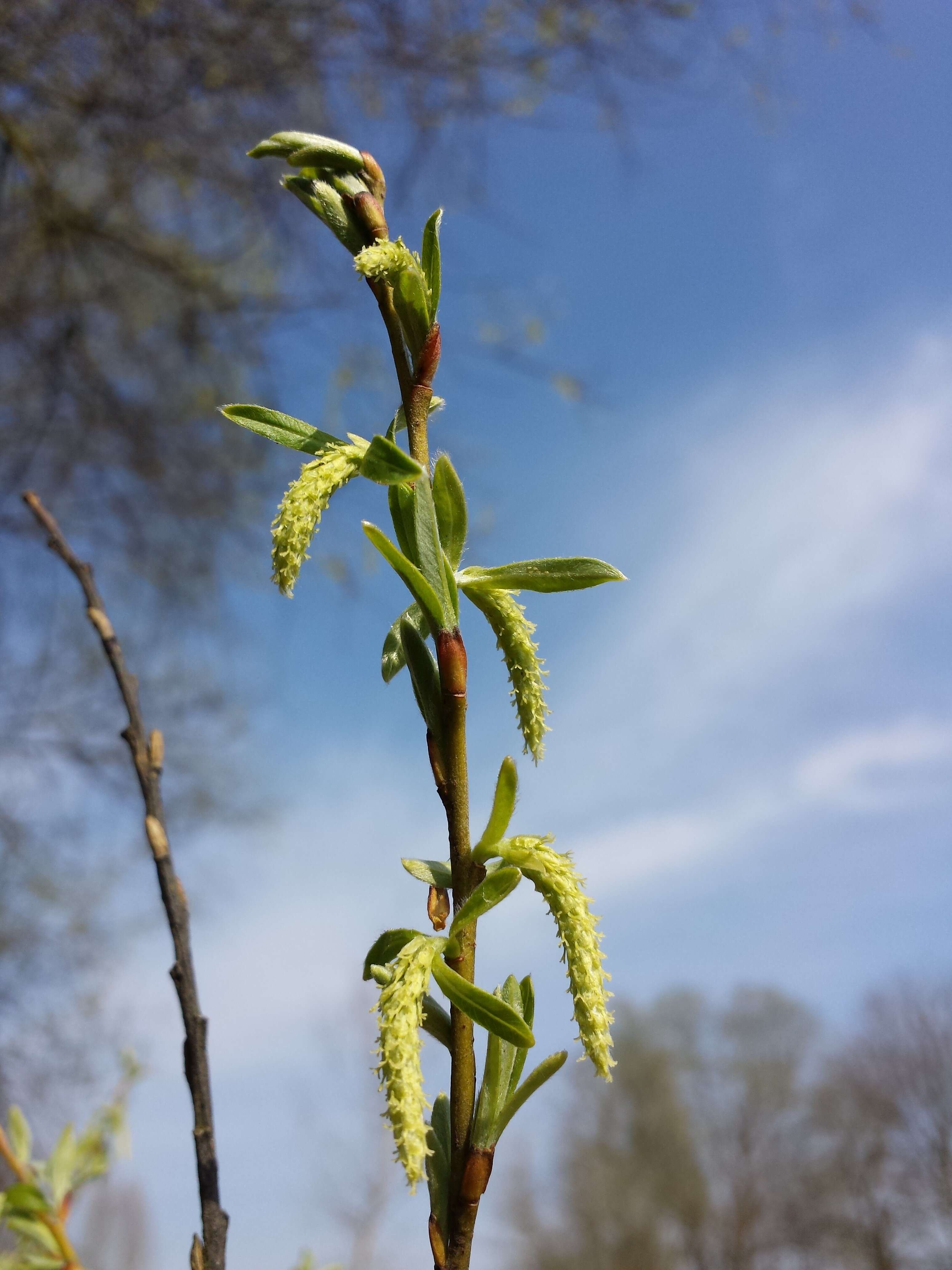 Image of Salix eleagnos