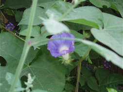 Image of whiteedge morning-glory