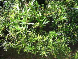 Podocarpus polystachyus R. Br. ex Endl. resmi