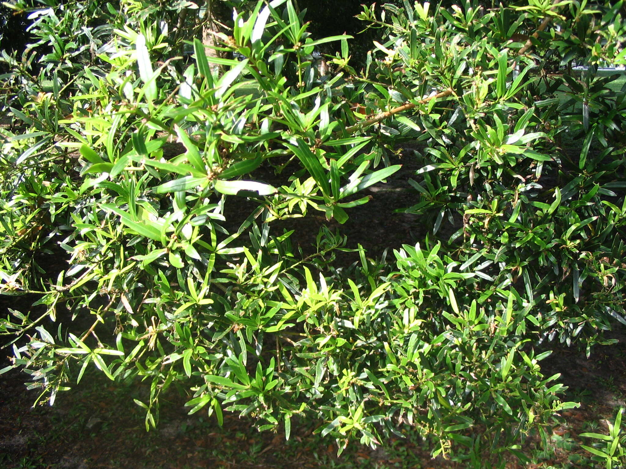 Podocarpus polystachyus R. Br. ex Endl. resmi