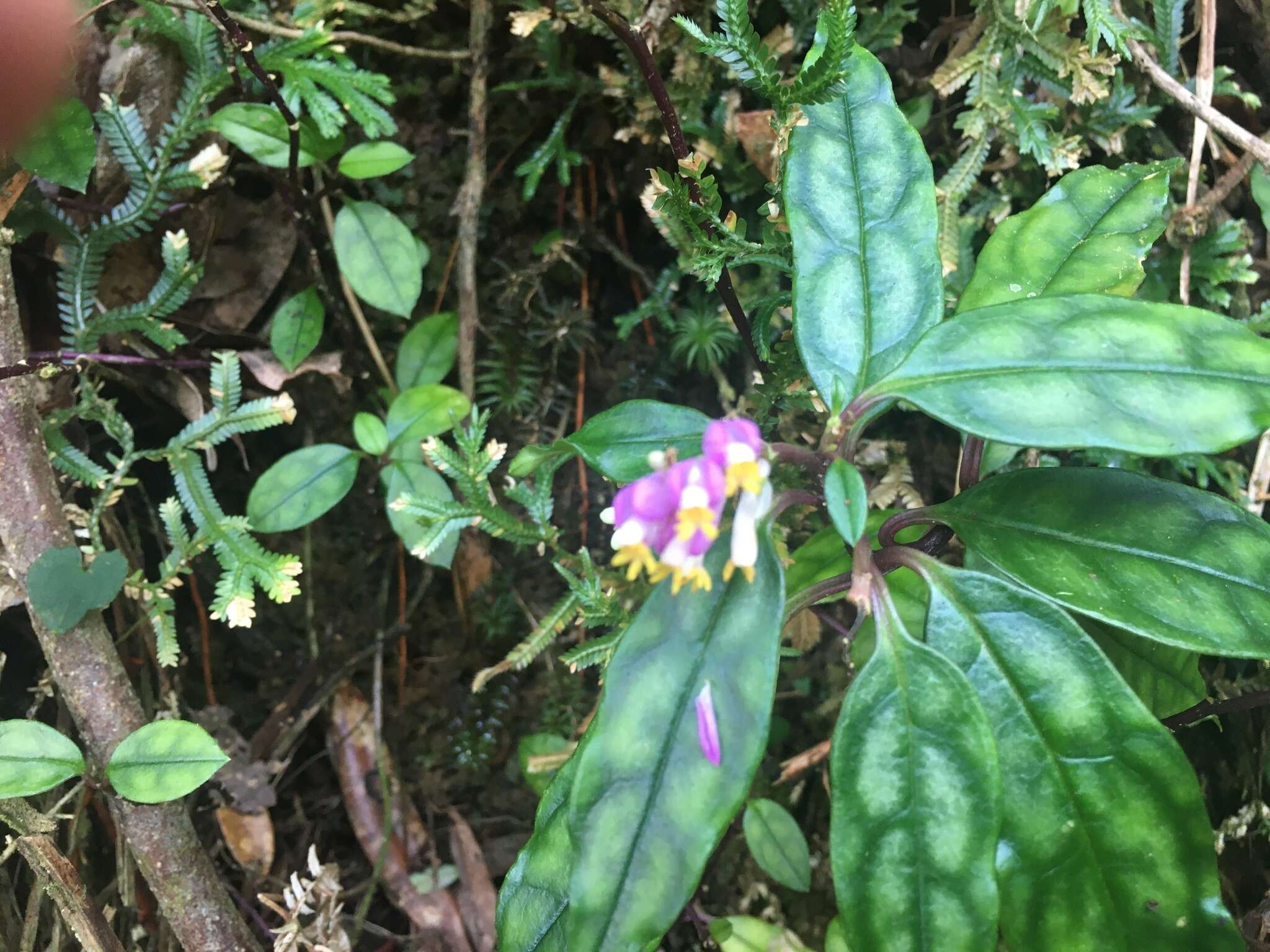 Image of Polygala arcuata Hayata