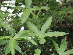 Image of Rock cabbage tree