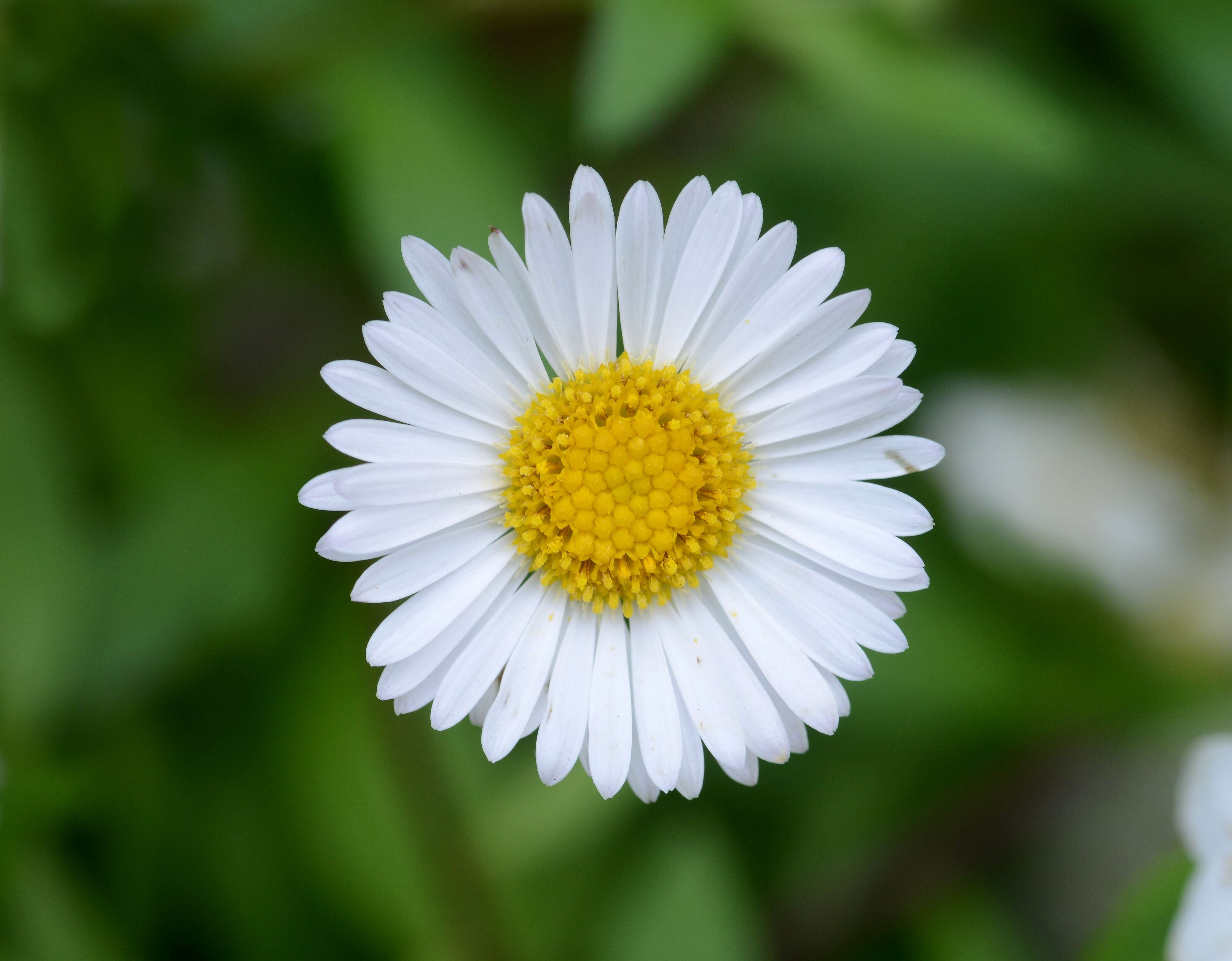 Image of Daisy