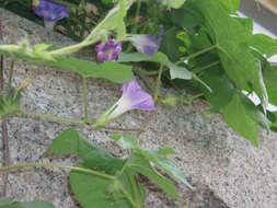 Image of whiteedge morning-glory