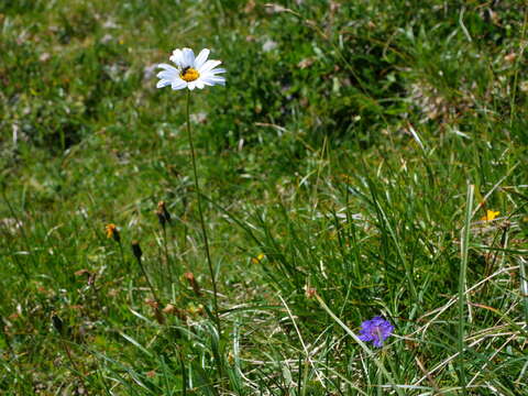 Слика од Leucanthemum adustum (Koch) Gremli