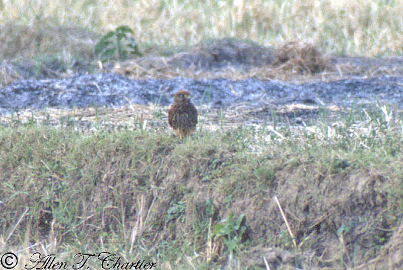 Image of Spotted Kestrel