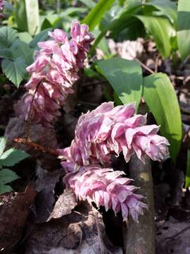 Image of common toothwort